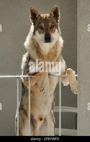 wolfdog tchécoslovaque debout sur deux jambes sur le balcon de la maison Banque D'Images