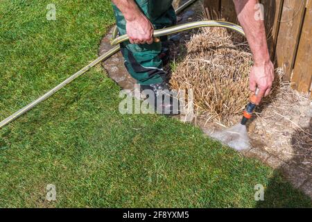 Jardinier arrosoir le bord de la pelouse fraîchement posée avec un flexible Banque D'Images