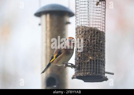Goldfinch Carduelis Carduelis se nourrissant d'un mangeoire à oiseaux de jardin en Angleterre, au Royaume-Uni Banque D'Images