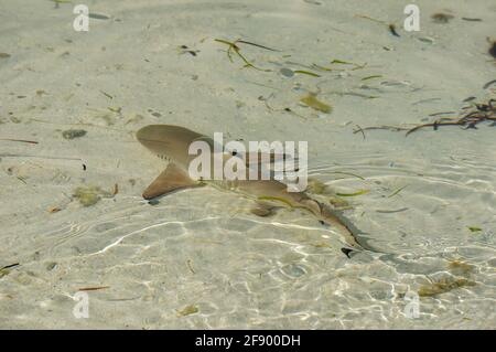 Bébé requin récif de pointe noire dans l'eau peu profonde et transparente dedans Îles Maldives Banque D'Images