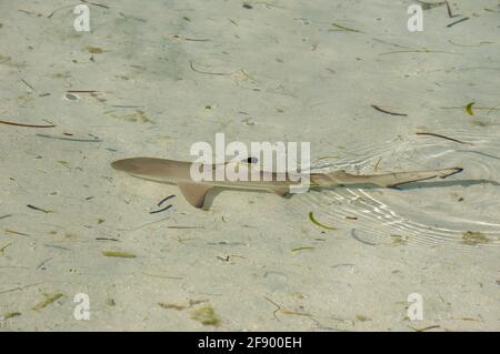 Bébé requin récif de pointe noire dans l'eau peu profonde et transparente dedans Îles Maldives Banque D'Images