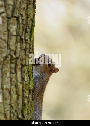 Un écureuil gris de l'est (Sciurus carolinensis) reposant sur un tronc d'arbre avec un gland dans sa bouche. Banque D'Images