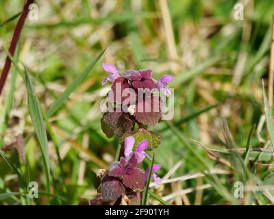 Lamium purpueum, connu sous le nom d'ortie morte rouge, d'ortie morte pourpre ou d'archange pourpre. Banque D'Images