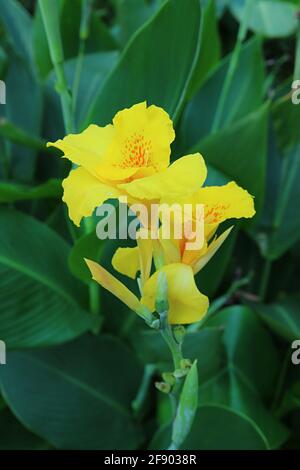 Gros plan de fleurs de nénuphars jaune vif avec feuillage vert En toile de fond Banque D'Images