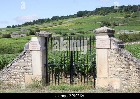 Domaine Roger Belland vignoble. Le domaine Roger Belland est un Grand cru montrachet pour le vin blanc de Chardonnay en Côte de Beaune, Bourgogne Banque D'Images