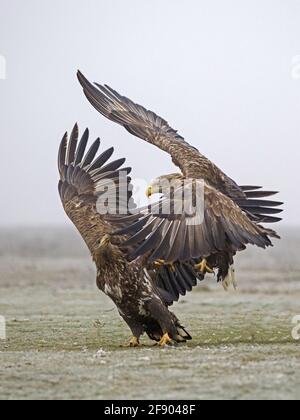 Attaque d'aigle à queue blanche Banque D'Images