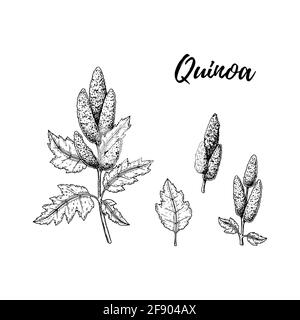 Ensemble d'éléments de conception de quinoa dessinés à la main isolés sur fond blanc. Illustration vectorielle dans le style d'esquisse Illustration de Vecteur