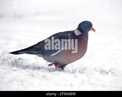 Pigeon ramier commune debout dans la neige Banque D'Images