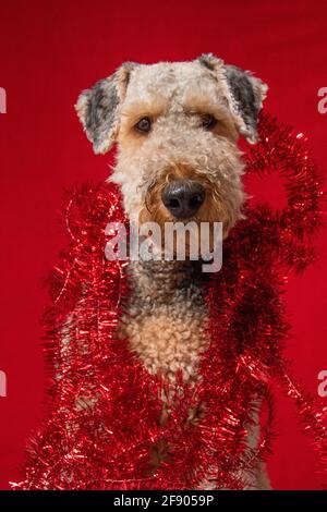 Portrait d'un Airedale Terrier enveloppé de tinsel rouge Banque D'Images