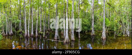 Cyprès sur les terres humides, Sweetwater Slough, réserve nationale de Big Cypress, Floride, États-Unis Banque D'Images