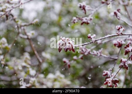 Floraison d'un crabe rouge foncé (Malus) couvert de neige dans un jardin de Surrey, dans le sud-est de l'Angleterre, après une neige non saisonnière à la mi-avril Banque D'Images