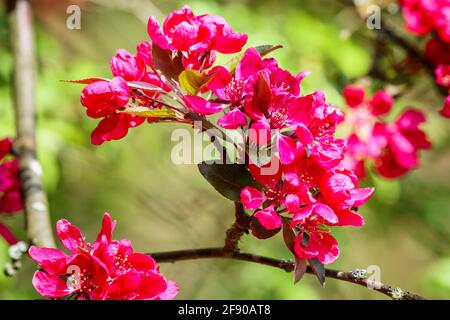 Vue rapprochée des pétales de fleurs rouge foncé d'un arbre de pomme de crabe (Malus) qui fleurit au printemps dans un jardin de Surrey, dans le sud-est de l'Angleterre Banque D'Images