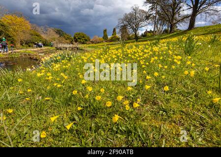 Vue sur les prairies alpines et les jonquilles en jupons de RHS Garden, Wisley, Surrey, au sud-est de l'Angleterre, au printemps avec ciel orageux Banque D'Images