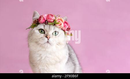 Large bannière .beau chat britannique blanc portant une couronne de fleurs sur fond rose Banque D'Images