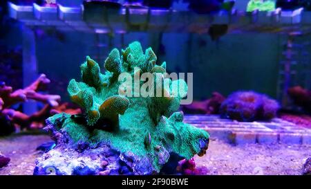 Pavona SPS Cactus Coral - (PAVONA DECUSSATUS) Banque D'Images