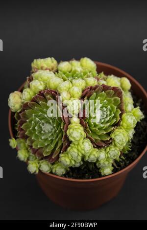 sempervivum arachnoideum en pot à fleurs avec fond noir, vue de dessus Banque D'Images