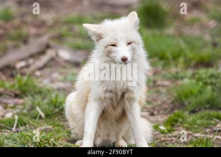 Renard blanc endormi (Vulpes vulpes) assis sur l'herbe Banque D'Images