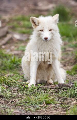 Renard blanc endormi (Vulpes vulpes) assis sur l'herbe Banque D'Images