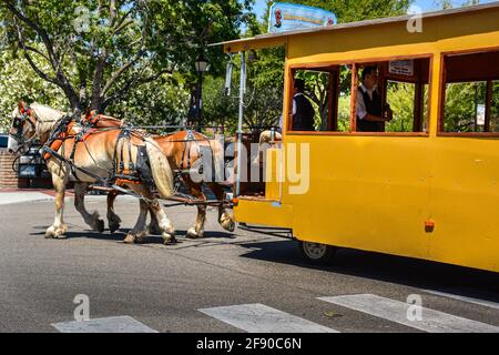 Un chauffeur et un narrateur d'une visite guidée dans un vieux tramway tiré par deux chevaux de trait dans le village danois de Solvang, CA, Banque D'Images