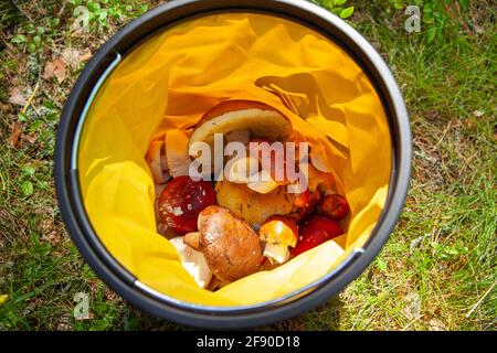 Beaucoup de champignons porcini dans un seau jaune pliant, recueillis en automne pendant la saison des champignons. Concept automne, activités de loisirs actives, natur Banque D'Images