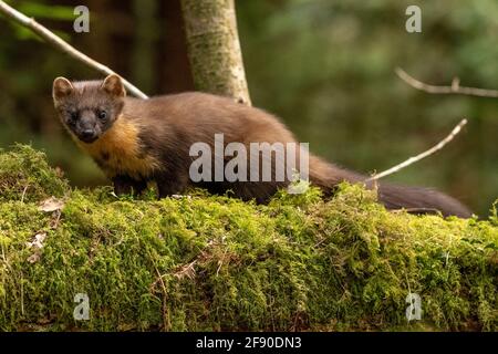 Martes Martes (Gallois Pine Martes) dans la forêt de Dyfi, au nord du pays de Galles. Banque D'Images