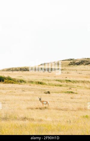 Vue grand angle d'un pronghorn debout dans un champ Au Montana Banque D'Images