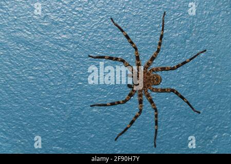 Araignée de crabe murale plate sur une surface peinte (Selenops radiatus) Banque D'Images