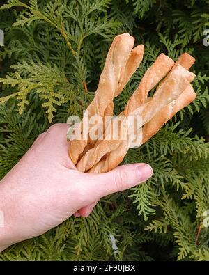 Main tenant le paquet de gressini gressins branche thuja verte sur retour Banque D'Images