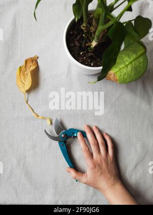 cisaille dans la main d'une femme, feuille jaune et plante de maison sur tissu gris Banque D'Images