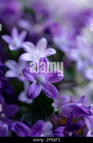 Gros plan sur les pétales de la plante violette campanula bellflower en fleur. Banque D'Images