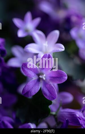 Gros plan sur les pétales de la plante violette campanula bellflower en fleur. Banque D'Images