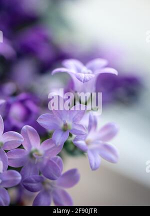 Gros plan sur les pétales de la plante violette campanula bellflower en fleur. Banque D'Images