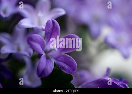 Gros plan sur les pétales de la plante violette campanula bellflower en fleur. Banque D'Images