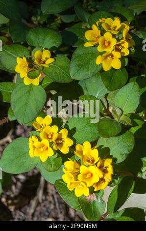 Lysimachia congestiflora, plante de couverture, Jenny rampant, avec des grappes de fleurs jaunes vives et des feuilles vertes poussant dans un récipient Banque D'Images