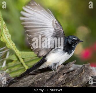 Oiseau indigène, noir et blanc Willie, Rhipidura leucophrys avec des ailes s'étirent sur une bûche abîmé dans un jardin en Australie. Banque D'Images