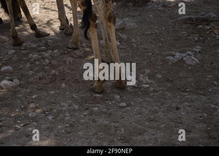 portrait d'une girafe dans le champ. animaux Banque D'Images