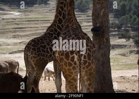 portrait d'une girafe dans le champ. animaux Banque D'Images