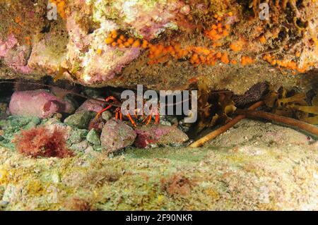 Le homard de roche épineux Jasus edwardsii se cachant parmi les roches sous le porte-à-faux mural recouvert d'invertébrés. Banque D'Images