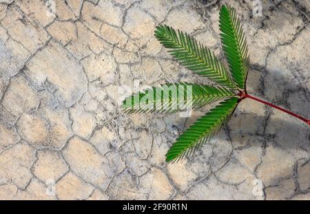 Putri Malu, est le shameplant (Mimosa pudica), plante Mimosa, herbe sensible sur fond gris de surface de ciment Banque D'Images