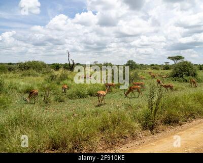 Parc national de Serengeti, Tanzanie, Afrique - 29 février 2020 : impalas mangeant de l'herbe en safari Banque D'Images