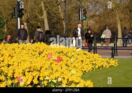 Un étalage printanier de fleurs murales avec des tulipes rouges près de Buckingham Le Palace illumine Londres au fur et à mesure que la saison progresse Banque D'Images
