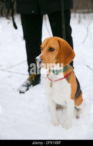 Chien Beagle chiot marchant et s'amusant dans une neige forêt d'hiver dans l'après-midi Banque D'Images