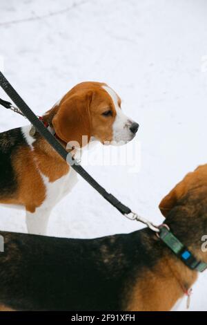 Deux chiots de beagle marchent et s'amusent une forêt d'hiver enneigée dans l'après-midi Banque D'Images