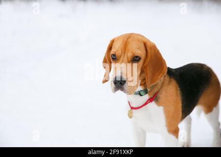 Chien Beagle chiot marchant et s'amusant dans une neige forêt d'hiver dans l'après-midi Banque D'Images