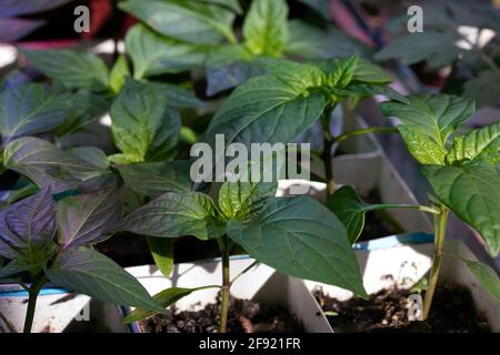 Jeune croissance de pousses de poivre dans le pot. Semis à vendre. Mise au point sélective Banque D'Images