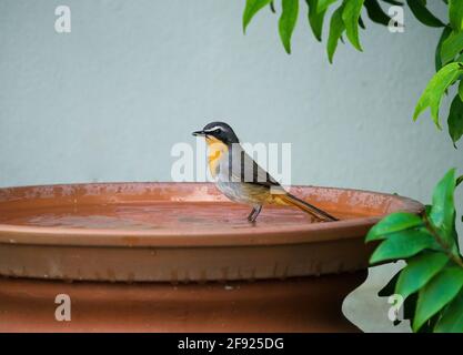 Cape-chat (Cossypha caffra) vue latérale et vue rapprochée dans un bain d'oiseau dans un jardin Banque D'Images