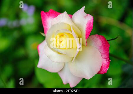 Belle couleur douce de rose jaune et blanche avec des pétales roses sur fond flou. Banque D'Images