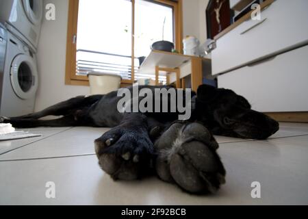 Image grand angle d'un chien noir allongé dans un cuisine Banque D'Images