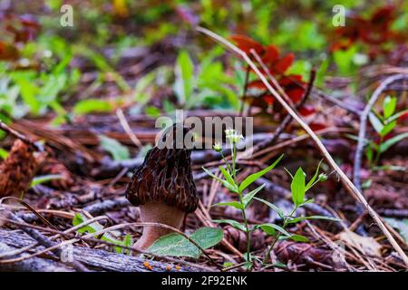 Champignon morel sauvage qui grandit sur le fond de la forêt Banque D'Images