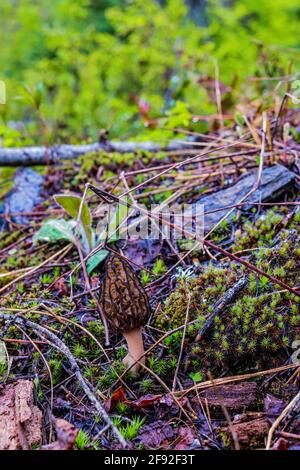 Champignon morel sauvage qui grandit sur le fond de la forêt Banque D'Images